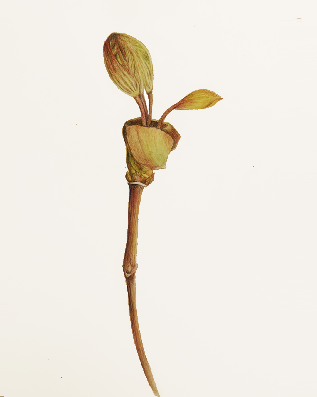 Foli1 (foli.age), watercolor on paper by Geoff Holle.