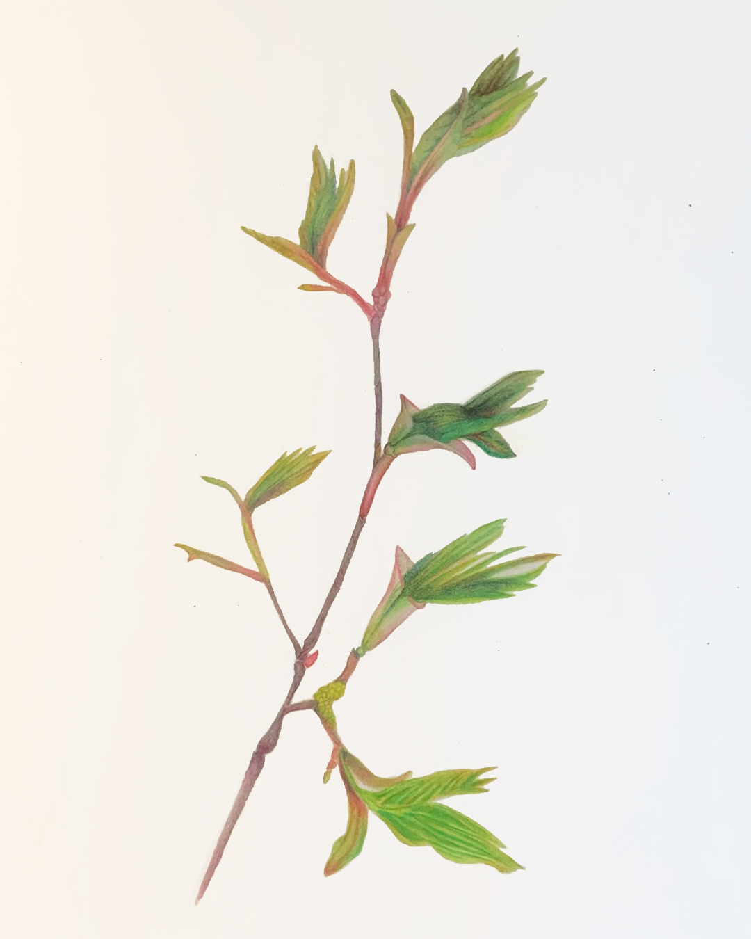 Foli2 (foli.age), watercolor on paper by Geoff Holle.