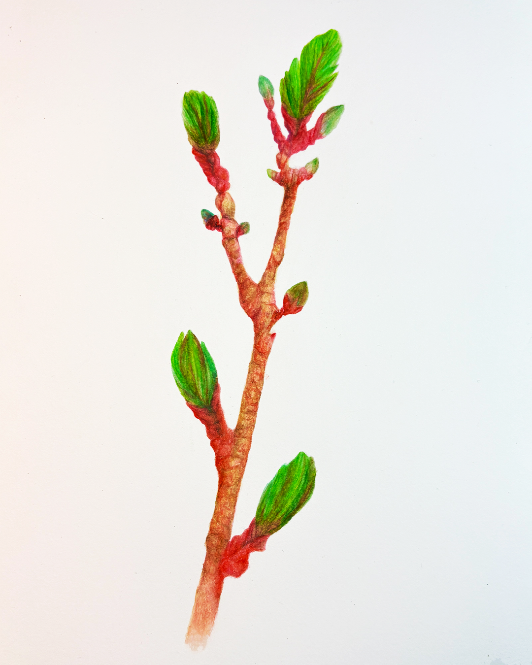 Foli6 (foli.age), watercolor on paper by Geoff Holle.