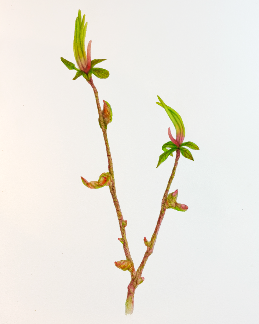 Foli5 (foli.age), watercolor on paper by Geoff Holle.